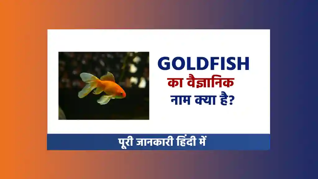 goldfish ka scientific naam kya hai